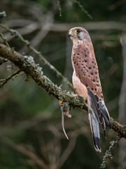 Saker falcon (Falco tinnunculus) sitting on a tree and holding a hunted mouse. Saker falcon in the forest. Saker falcon portrait. Saker falcon holds the mouse.