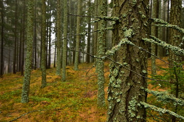 Fototapeta premium Brdy woods