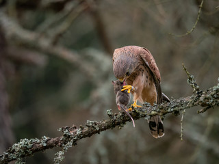 Saker falcon (Falco tinnunculus) sitting on a tree and holding a hunted mouse. Saker falcon in the forest. Saker falcon portrait. Saker falcon holds the mouse.