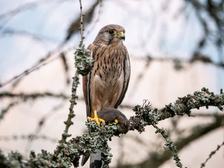 Saker falcon (Falco tinnunculus) sitting on a tree and holding a hunted mouse. Saker falcon in the forest. Saker falcon portrait. Saker falcon holds the mouse.