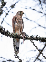 Saker falcon (Falco tinnunculus) sitting on a tree and holding a hunted mouse. Saker falcon in the forest. Saker falcon portrait. Saker falcon holds the mouse.