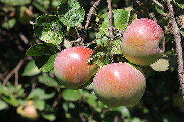 apples on tree
