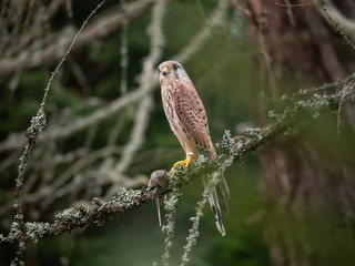 Saker falcon (Falco tinnunculus) sitting on a tree and holding a hunted mouse. Saker falcon in the forest. Saker falcon portrait. Saker falcon holds the mouse.