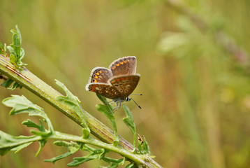 Schmetterling Deutschlands - Himmelblauer Bläuling