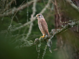 Saker falcon (Falco tinnunculus) sitting on a tree and holding a hunted mouse. Saker falcon in the forest. Saker falcon portrait. Saker falcon holds the mouse.