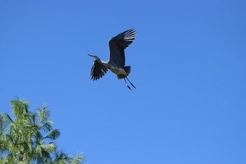 great blue heron in flight