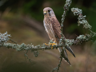 Common kestrel (Falco tinnunculus) sitting on a tree and holding a hunted mouse. Common kestrel in the forest. Common kestrel portrait. Common kestrel holds the mouse. 