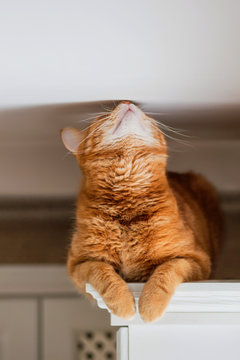 Redhead domestic cat sits on top of the kitchen and sniffs the ceiling