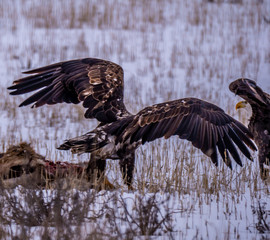 Golden Eagle and Bald Eagle Together