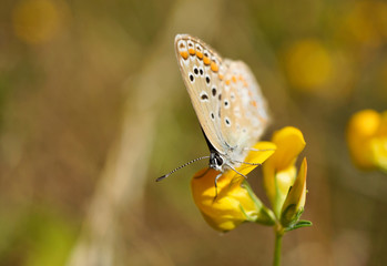 Schmetterling Deutschlands - Himmelblauer Bläuling