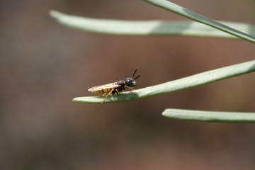 Avispa Lobo