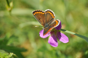 Schmetterling Deutschlands - Himmelblauer Bläuling