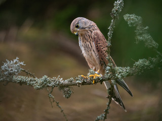 Common kestrel (Falco tinnunculus) sitting on a tree and holding a hunted mouse. Common kestrel in the forest. Common kestrel portrait. Common kestrel holds the mouse. 