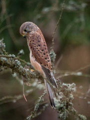 Saker falcon (Falco tinnunculus) sitting on a tree and holding a hunted mouse. Saker falcon in the forest. Saker falcon portrait. Saker falcon holds the mouse.