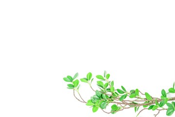 緑の葉のある枝　背景素材