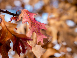 Fototapeta premium Beautiful vibrant red fall leaf on a bright winter evening