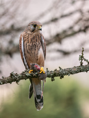 Saker falcon (Falco tinnunculus) sitting on a tree and holding a hunted mouse. Saker falcon in the forest. Saker falcon portrait. Saker falcon holds the mouse.