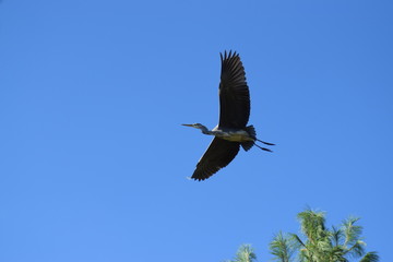 great blue heron in flight