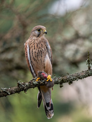 Saker falcon (Falco tinnunculus) sitting on a tree and holding a hunted mouse. Saker falcon in the forest. Saker falcon portrait. Saker falcon holds the mouse.
