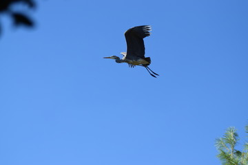 great blue heron in flight