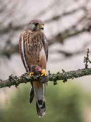 Saker falcon (Falco tinnunculus) sitting on a tree and holding a hunted mouse. Saker falcon in the forest. Saker falcon portrait. Saker falcon holds the mouse.