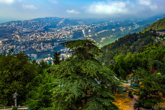 Cedar Tree, the simple of Lebanon