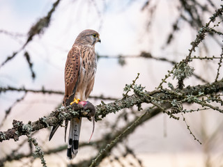 Saker falcon (Falco tinnunculus) sitting on a tree and holding a hunted mouse. Saker falcon in the forest. Saker falcon portrait. Saker falcon holds the mouse.