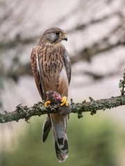 Saker falcon (Falco tinnunculus) sitting on a tree and holding a hunted mouse. Saker falcon in the forest. Saker falcon portrait. Saker falcon holds the mouse.