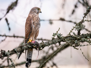 Saker falcon (Falco tinnunculus) sitting on a tree and holding a hunted mouse. Saker falcon in the forest. Saker falcon portrait. Saker falcon holds the mouse.