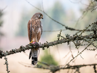 Saker falcon (Falco tinnunculus) sitting on a tree and holding a hunted mouse. Saker falcon in the...