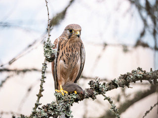 Saker falcon (Falco tinnunculus) sitting on a tree and holding a hunted mouse. Saker falcon in the forest. Saker falcon portrait. Saker falcon holds the mouse.