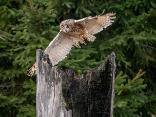 Long-eared owl (Asio otus) landing on the dry tree. Beautiful owl with orange eyes on the tree in forest. Long eared owl flying.