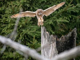 Long-eared owl (Asio otus) landing on the dry tree. Beautiful owl with orange eyes on the tree in forest. Long eared owl flying.