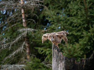 Long-eared owl (Asio otus) landing on the dry tree. Beautiful owl with orange eyes on the tree in forest. Long eared owl flying.
