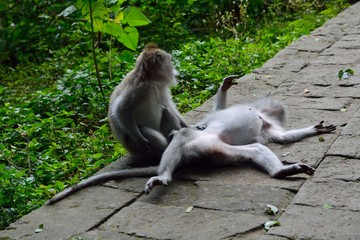 Makaken Ubud Bali