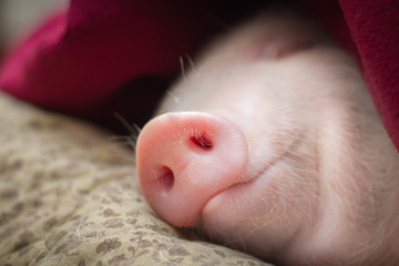 cute pig sleeps on a striped blanket. Christmas pig