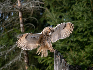 Long-eared owl (Asio otus) landing on the dry tree. Beautiful owl with orange eyes on the tree in forest. Long eared owl flying.