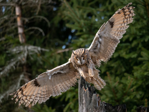 Long-eared owl (Asio otus) landing on the dry tree. Beautiful owl with orange eyes on the tree in forest. Long eared owl flying.