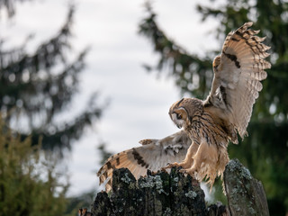 Long-eared owl (Asio otus) landing on the dry tree. Beautiful owl with orange eyes on the tree in forest. Long eared owl flying.
