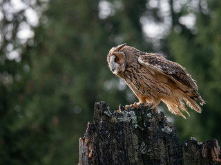 Long-eared owl (Asio otus) sitting on the tree. Beautiful owl with orange eyes on the dry tree in forest. Long eared owl portrait.