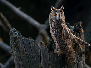Long-eared owl (Asio otus) sitting on the tree. Beautiful owl with orange eyes on the dry tree in forest. Long eared owl portrait.