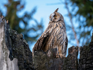 Long-eared owl (Asio otus) sitting on the tree. Beautiful owl with orange eyes on the dry tree in forest. Long eared owl portrait.