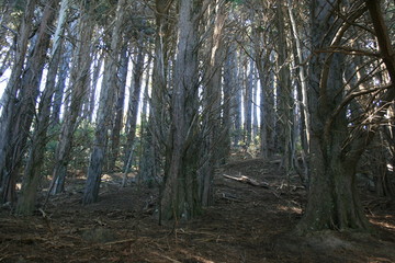 Finsterwald Wellington NZ