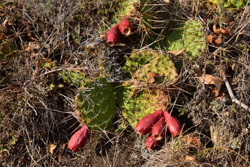 Prickly pear in Czech nature Dalejske valley