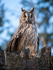 Long-eared owl (Asio otus) sitting on the tree. Beautiful owl with orange eyes on the dry tree in forest. Long eared owl portrait.