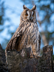 Long-eared owl (Asio otus) sitting on the tree. Beautiful owl with orange eyes on the dry tree in forest. Long eared owl portrait.