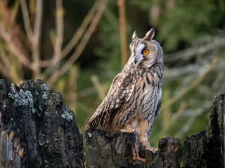 Long-eared owl (Asio otus) sitting on the tree. Beautiful owl with orange eyes on the dry tree in forest. Long eared owl portrait.