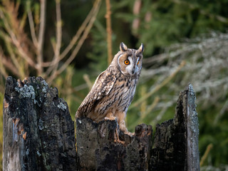 Obraz premium Long-eared owl (Asio otus) sitting on the tree. Beautiful owl with orange eyes on the dry tree in forest. Long eared owl portrait.