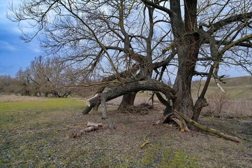 tree in the park