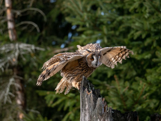 Long-eared owl (Asio otus) landing on the dry tree. Beautiful owl with orange eyes on the tree in forest. Long eared owl flying.